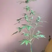 3 plant experiment,