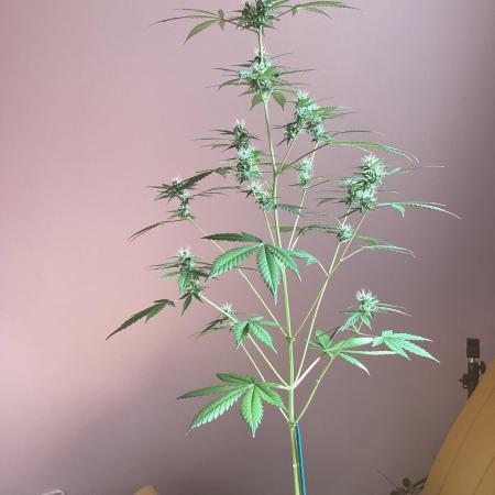 3 plant experiment,