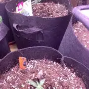 Blueberry muffin auto