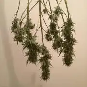 Sweetberry cough, small pot experiment
