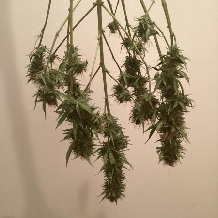 Sweetberry cough, small pot experiment