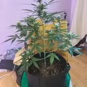 3 plant experiment,