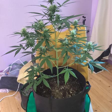 3 plant experiment,