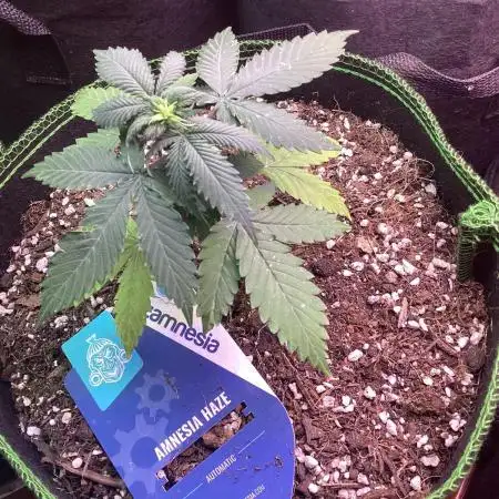 Amnesia haze auto