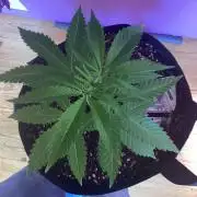 Oldschool landrace panama red