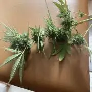 Runtz auto outdoor 4g