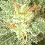 Strawberry Lemonade