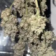 Super Buff Cherry (Bonsai)