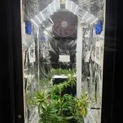 Channel+ (Bonsai)