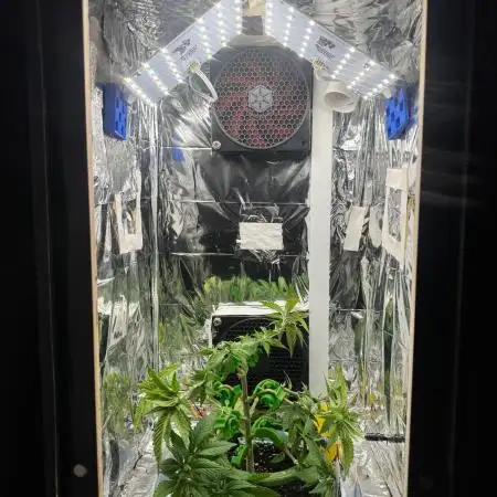 Channel+ (Bonsai)