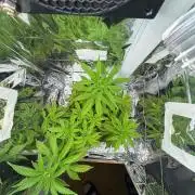 Channel+ (Bonsai)