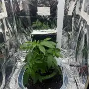 Channel+ (Bonsai)