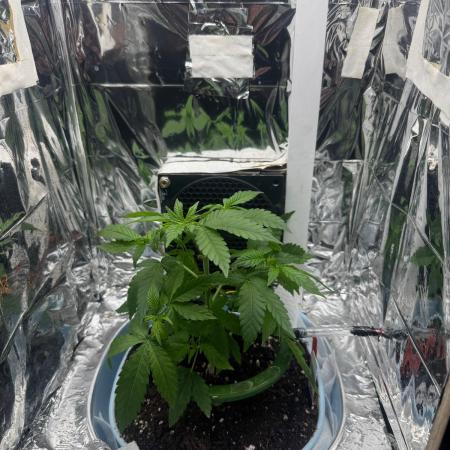 Channel+ (Bonsai)
