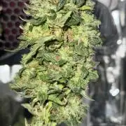 Gelato #33