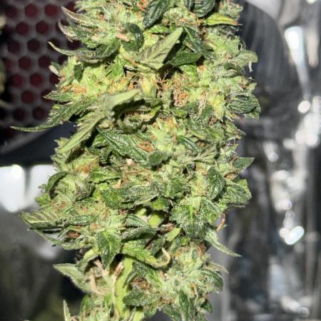 Gelato #33