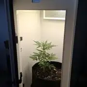 Mini grow one large