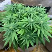 First grow