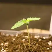 Northern Lights & OG Kush & Sweet ZZ
