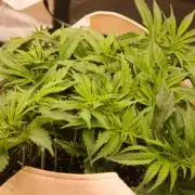 First grow