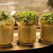 First grow