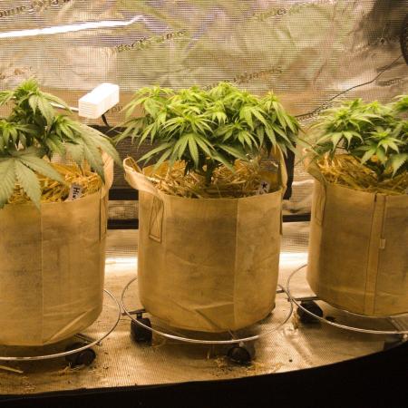 First grow