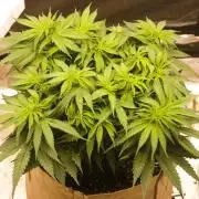 First grow