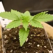 Northern Lights & OG Kush & Sweet ZZ