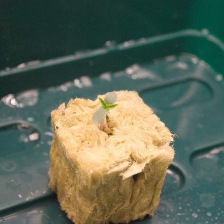 Wife Diary | RQS Punch Pie DWC 2x2