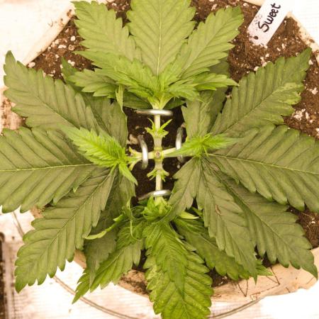 First grow