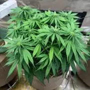 First grow