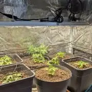 White Widow Auto / Neues Zelt