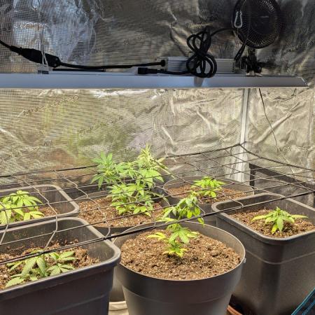 White Widow Auto / Neues Zelt