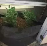 GSC First Grow