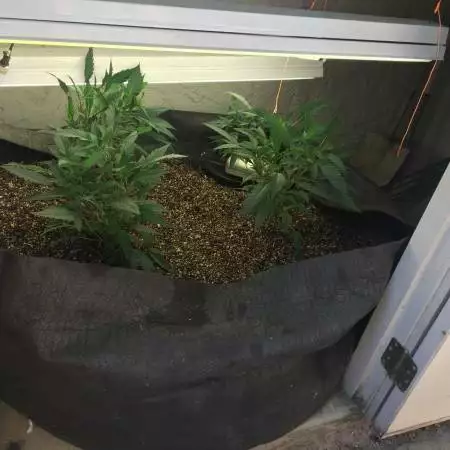 GSC First Grow