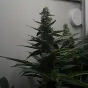 Super Boof