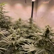 Barneys Critical kush, ice cream cake