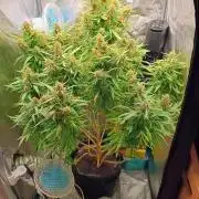 Amnesia x3 turbo