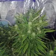 Amnesia x3 turbo