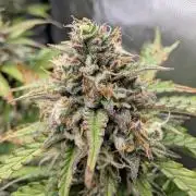 Lemon Haze Automatik Kannabia Seeds