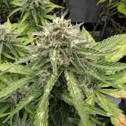 Lemon Haze Automatik Kannabia Seeds