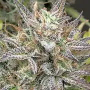 Lemon Haze Automatik Kannabia Seeds