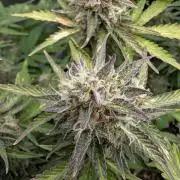 Lemon Haze Automatik Kannabia Seeds