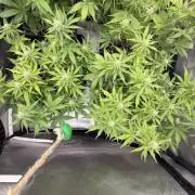Lemon Haze Auomatik Kannabia Seeds