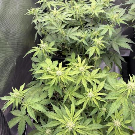 Lemon Haze Auomatik Kannabia Seeds