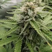 Lemon Haze Automatik Kannabia Seeds