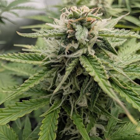 Lemon Haze Automatik Kannabia Seeds