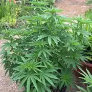 Fast Flowering Mix Fastbuds - 2026