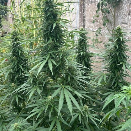 Fast Flowering Mix Fastbuds - 2026