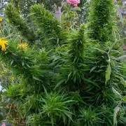 LveR Gorilla x Haze