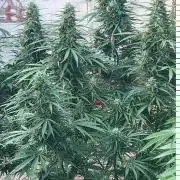 Fast Flowering Mix Fastbuds - 2026